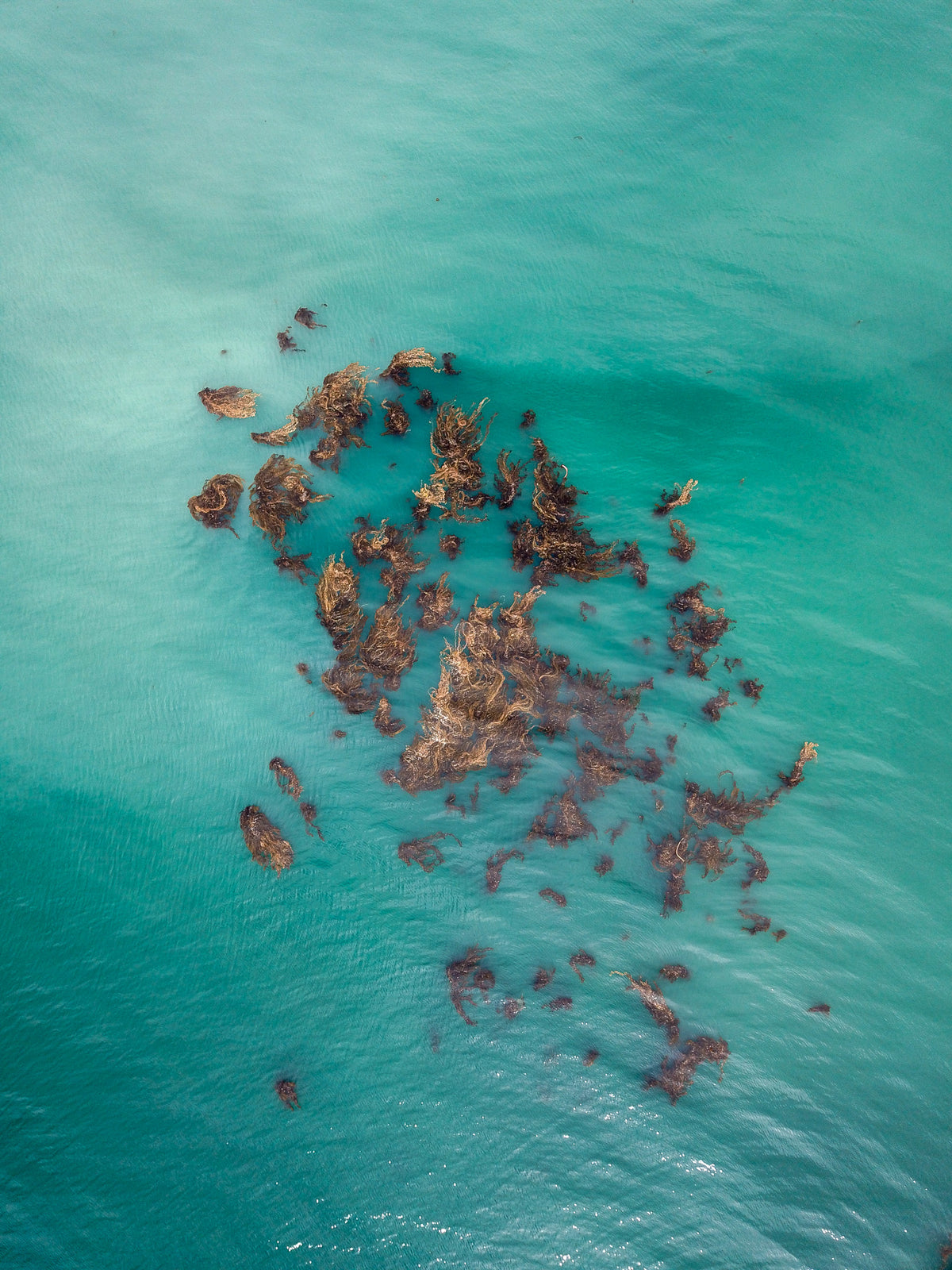 Kelp Kaleidoscope