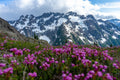 Glacial Garden