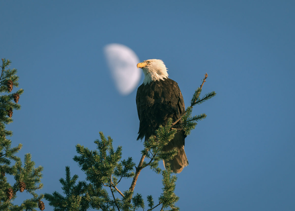 The Eagle Has Landed