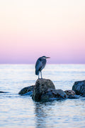 Heron's Landing