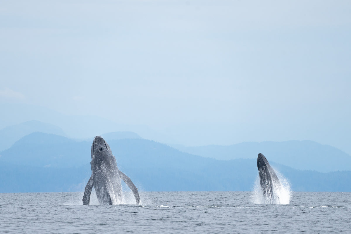 Baleen Balet