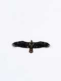 Soar