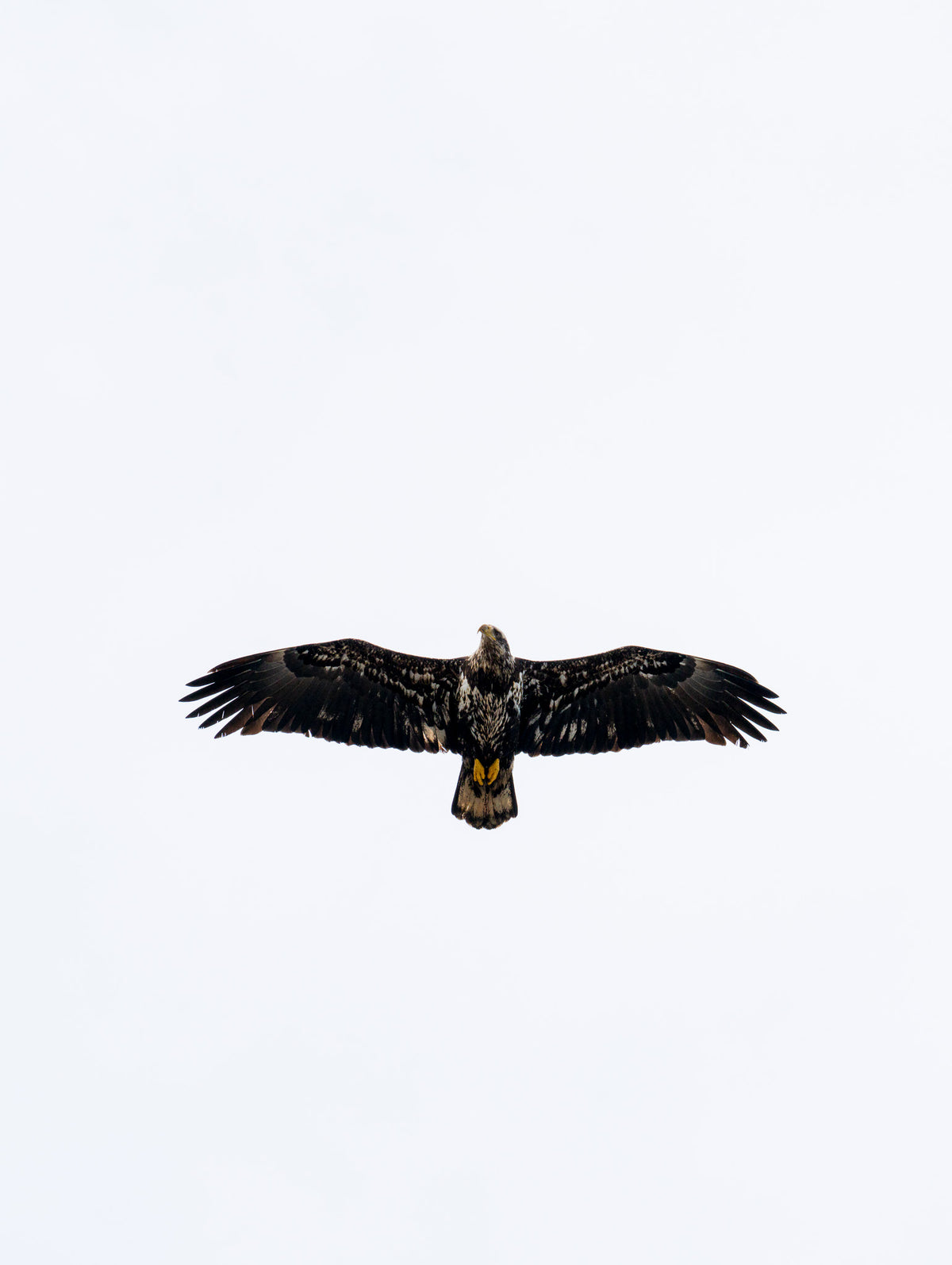 Soar